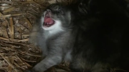 Много яки Дворцови котета (pallas Cat Kittens - 3 weeks old ) 