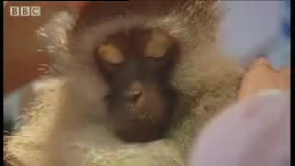 Wounded monkey and baby orphans - Cheeky Monkey - Bbc wildlife 