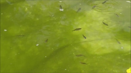 Рибките ми в Шумен - 2