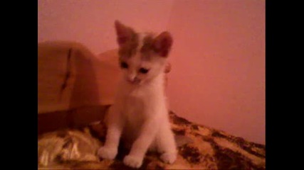Моето коте!!!!! {:*}