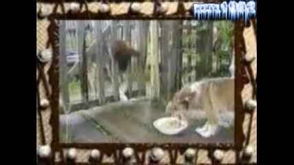Какво Ли Не Прави Едно Гладно Куче !!!