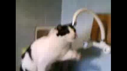 Котка се бие с въздух
