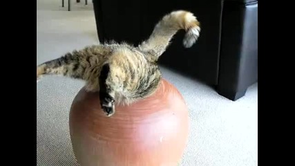 Fat Cat in pot (attempt 2) -