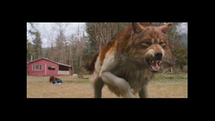 Team Jacob