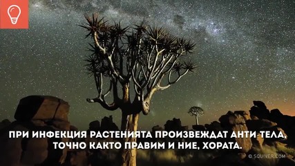 Интелигентността На Растенията