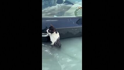 Котка впи нокти в дръжката на врата на кола, за да не се удави (ВИДЕО)