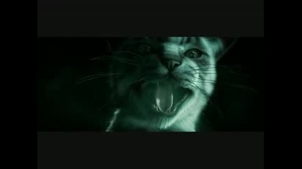 Catwoman - Fan Video