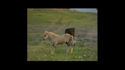 Александр Розенбаум - Песня коня цыганских кровей