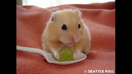 Funny Hamster - Hamster Dance