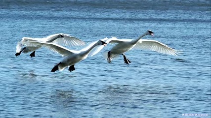 The Swan Song - Within Temptation