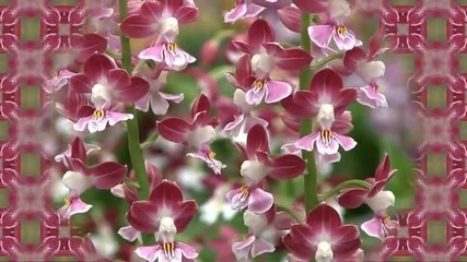 Spring Calanthe ~the most various orchid~