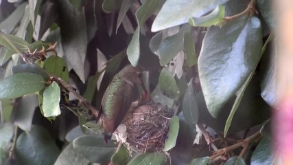 Майка храни своите бебета колибри