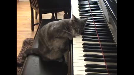 Тази котка много обича музиката и свири прекрасно на пиано