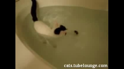 Котките мразели вода ? да - да !