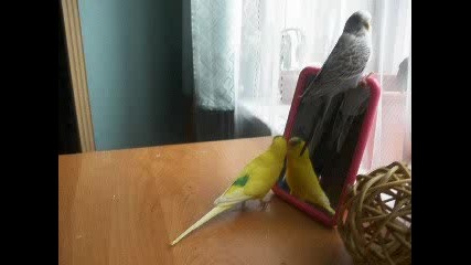 Папагалчета и огледало