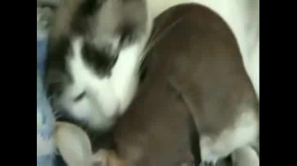 Котка се грижи за куче ...
