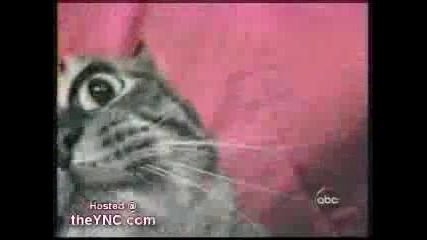 Луда котка