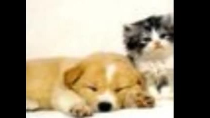 Animals