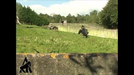 Gorilla Walks Like A Man! 