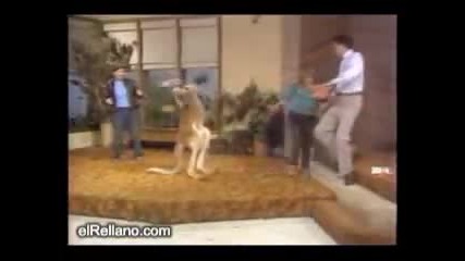 Лудо кенгуру боксьор пребива хора в ефир