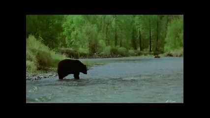Животът на черните мечки