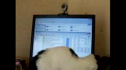 Сладко Котенце Се Опитва Да Хване Компютърната мишка :)
