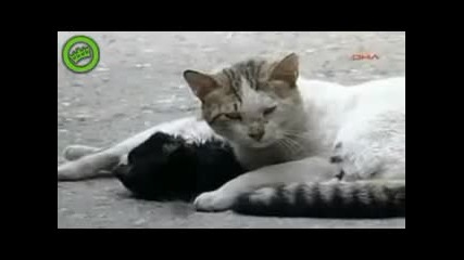 Котка се опитва Да Даде живот на Своята Любов : (: (