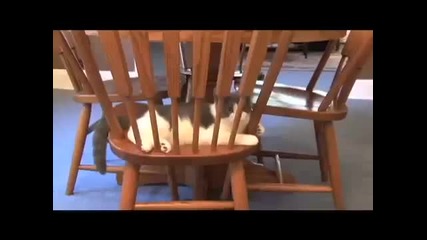 Ехх Котета [смях]