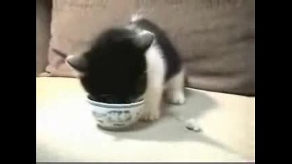 Gladno Kote