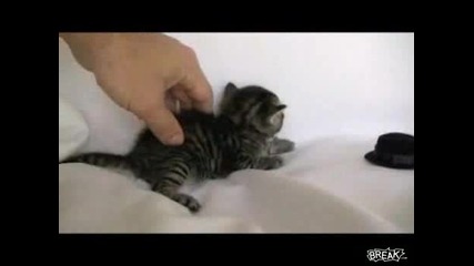 Лоша Котка Боксира Котенце 