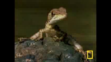 Jesus-christ-lizard[www.savevid.