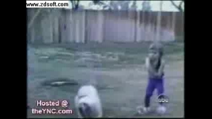 Funny Dogs