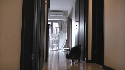 Котето Мару - Опит за влизане с взлом