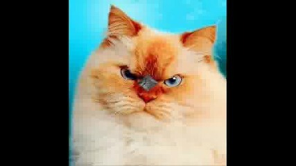 Funny Movie 2
