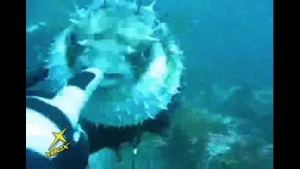 Риба Fugu vs. водолаз 