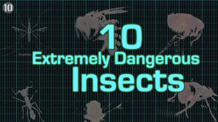 Топ 10 изключително опасни насекоми