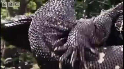 Attenborough - Mexican Beaded Lizard Wrestling - Bbc wildlife