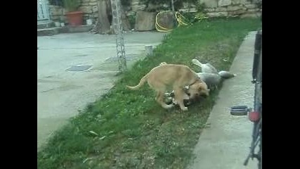 moeto xaski s goldan retrivara