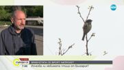 Броят врабчетата у нас