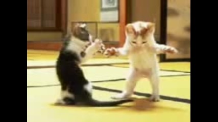 Котка танцува кючек