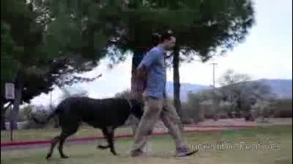 Най голямото куче в света 