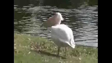 Пеликан яде гълъб