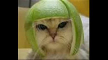 Really Funny Pictures!