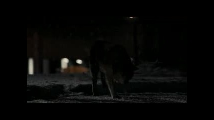 Hachiko a dogs story /part 3/ 