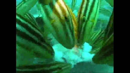 Hападнат октопод [морски свят]