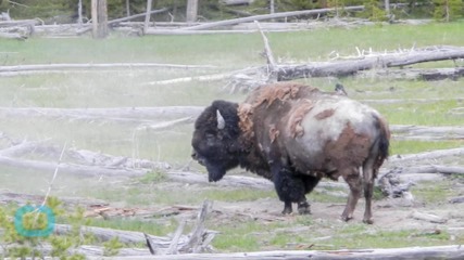 Yellowstone Rangers Warn Tourists About Bison