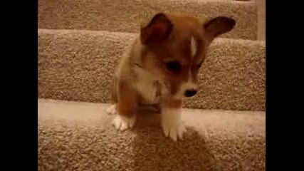 Кученце се страхува да слезе по стълбите:)