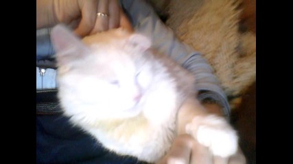 bqloto kote 