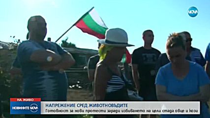 СЛЕД ЕВТАНАЗИЯТА НА ХИЛЯДИ ЖИВОТНИ: Ограничава ли се проблемът?