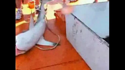 Акула атакува рибарско корабче